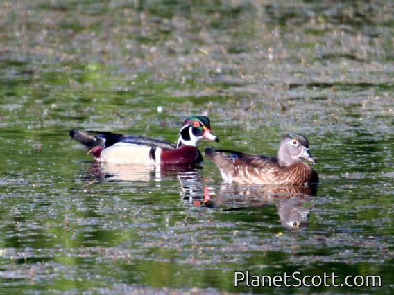 Wood Duck (Aix sponsa) Pair