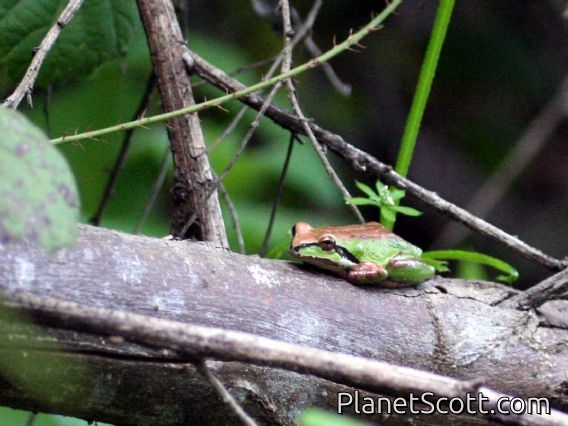 Sierran Treefrog (Pseudacris sierra)