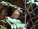 Winter Wren (Troglodytes troglodytes)