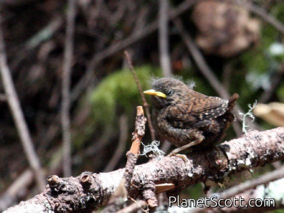 Winter Wren (Troglodytes troglodytes) Juvenile