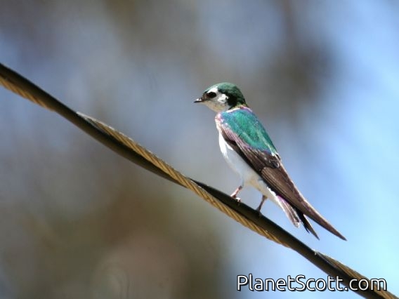 Violet-green Swallow (Tachycineta thalassina)