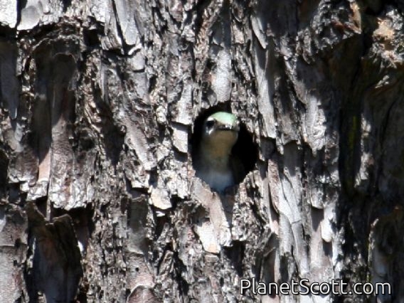 Violet-green Swallow (Tachycineta thalassina) In Nest
