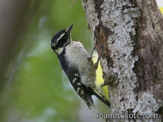 Downy Woodpecker (Picoides pubescens) Female