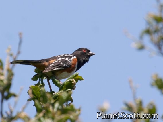 Spotted Towhee (Pipilo erythrophthalmus)