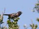 Spotted Towhee (Pipilo erythrophthalmus)