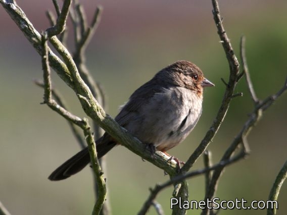 California Towhee (Pipilo crissalis)