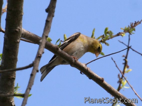 American Goldfinch (Carduelis tristis) Male Nonbreeding