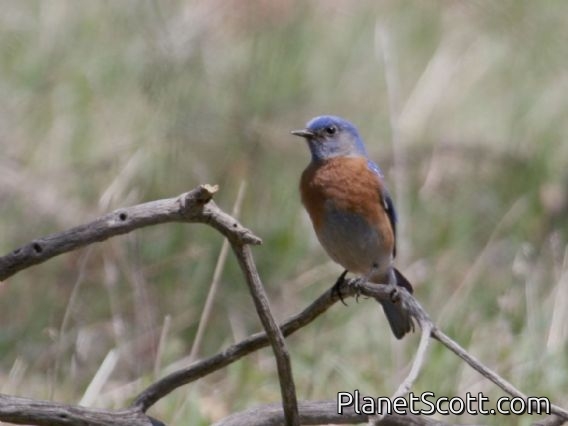 Western Bluebird (Sialia mexicana) Male