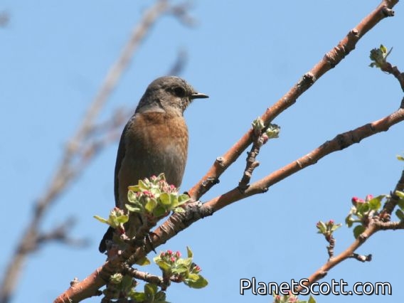 Western Bluebird (Sialia mexicana) Female