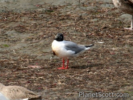 Bonaparte's Gull (Larus philadelphia) 