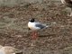 Bonaparte's Gull (Larus philadelphia)