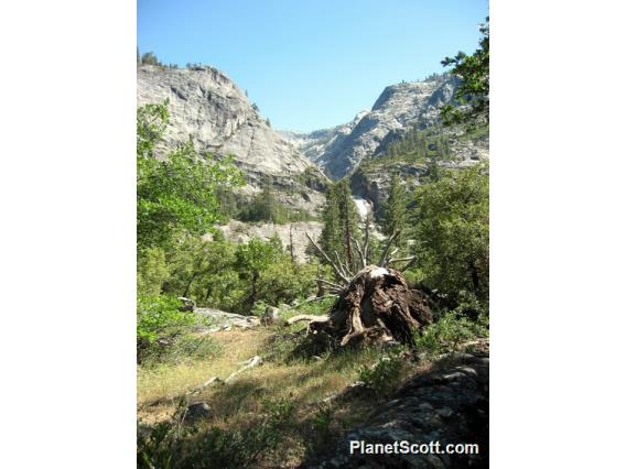 Stump, Yosemite National Park