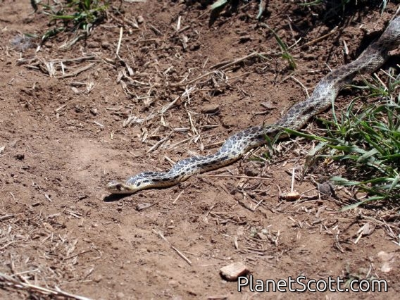 Gopher Snake (Pituophis catenifer)
