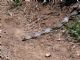 Gopher Snake (Pituophis catenifer) 