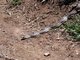 Gopher Snake (Pituophis catenifer)