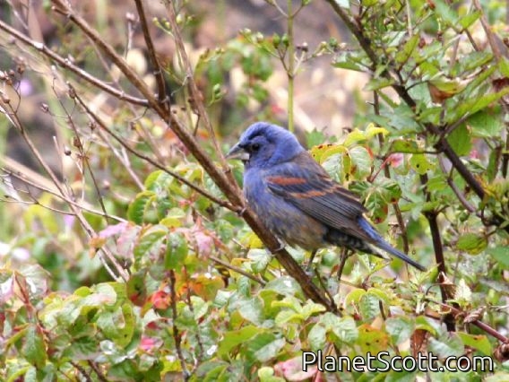 Blue Grosbeak (Guiraca caerulea) Male - Glen Park