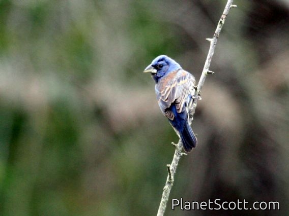 Blue Grosbeak (Guiraca caerulea) Male - Glen Park