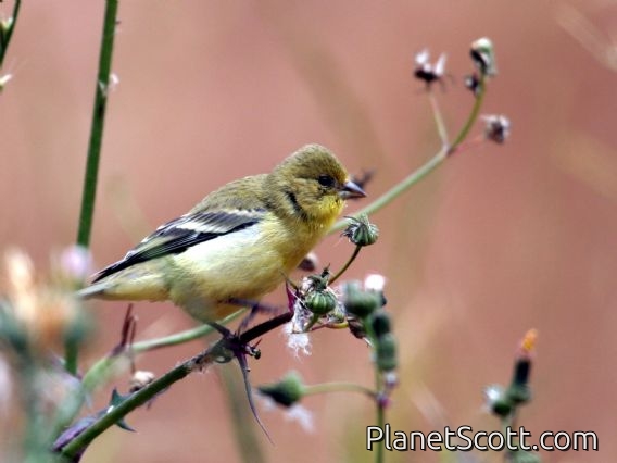 Lesser Goldfinch (Spinus psaltria)