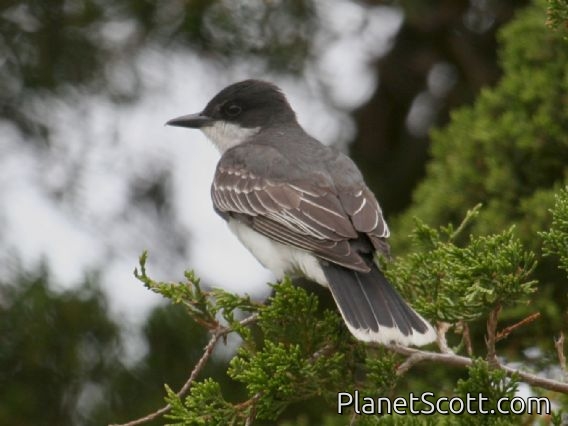 Eastern Kingbird (Tyrannus tyrannus)