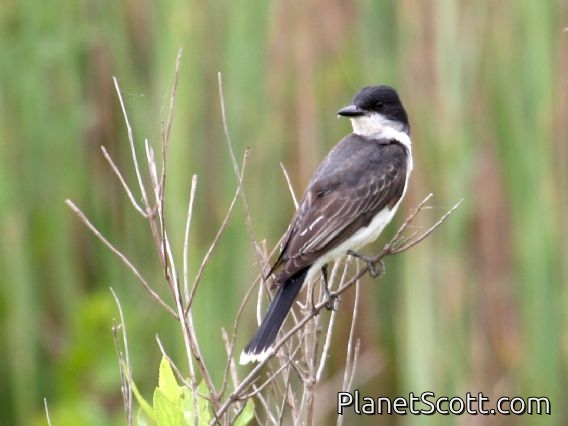 Eastern Kingbird (Tyrannus tyrannus)