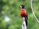 American Robin (Turdus migratorius)