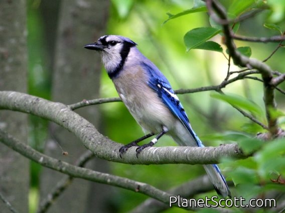 Blue Jay (Cyanocitta cristata)