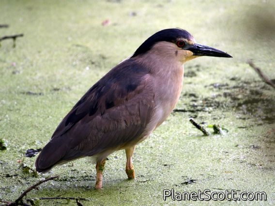 Black-crowned Night-Heron (Nycticorax nycticorax)