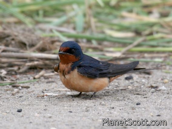Barn Swallow (Hirundo rustica)