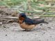 Barn Swallow (Hirundo rustica)