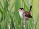 Marsh Wren (Cistothorus palustris)