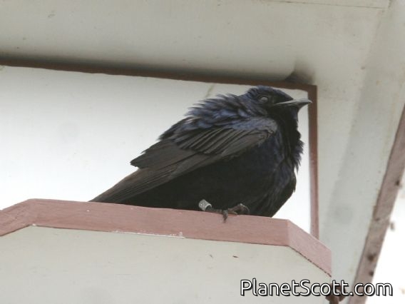 Purple Martin (Progne subis) Male