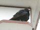 Purple Martin (Progne subis) Male