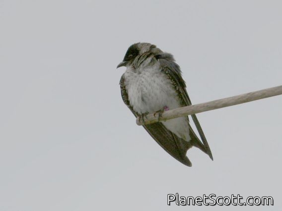 Purple Martin (Progne subis) Female