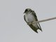 Purple Martin (Progne subis) Female
