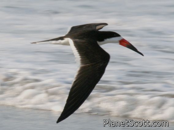 Black Skimmer (Rynchops niger)