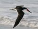 Black Skimmer (Rynchops niger) 
