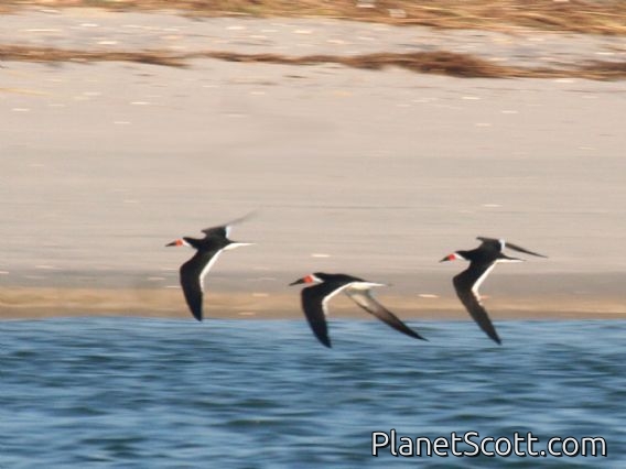 Black Skimmer (Rynchops niger)