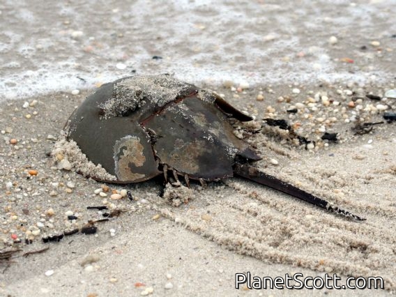 Horseshoe Crab (Limulus polyphemus)