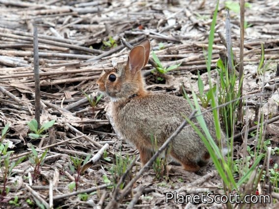 eastern cottontail (Sylvilagus floridanus)