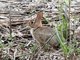 eastern cottontail (Sylvilagus floridanus)