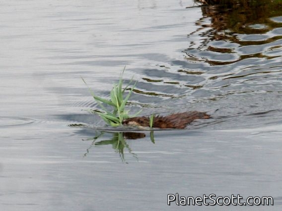 Common American Muskrat (Ondatra zibethicus)