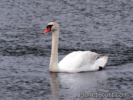 Mute Swan (Cygnus olor)