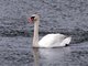 Mute Swan (Cygnus olor)