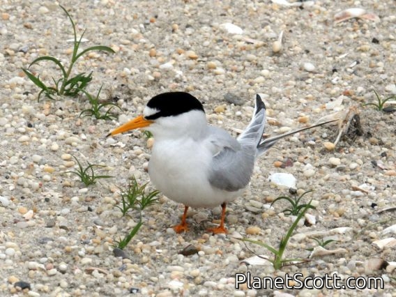 Least Tern (Sterna antillarum)