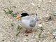 Least Tern (Sterna antillarum)