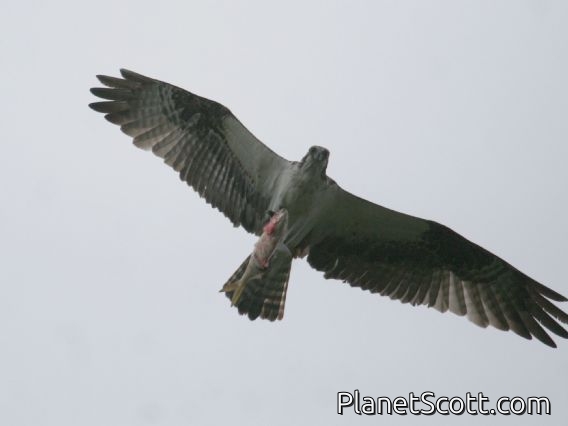 Osprey (Pandion haliaetus)