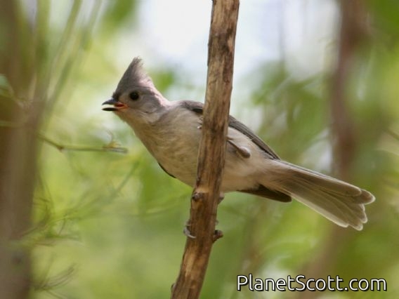 Tufted Titmouse (Parus bicolor)