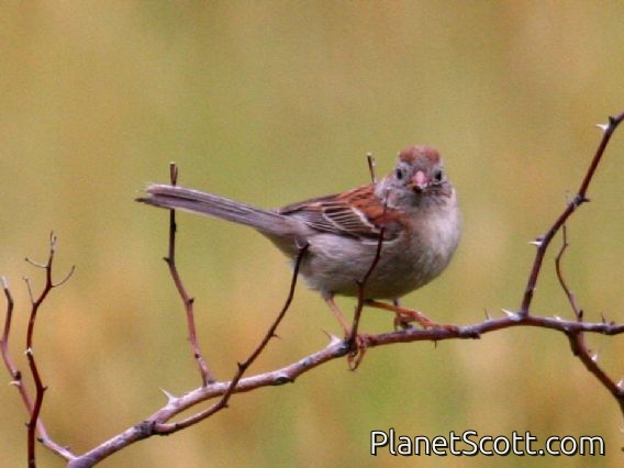Field Sparrow (Spizella pusilla)