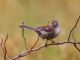Field Sparrow (Spizella pusilla) 