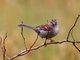 Field Sparrow (Spizella pusilla)